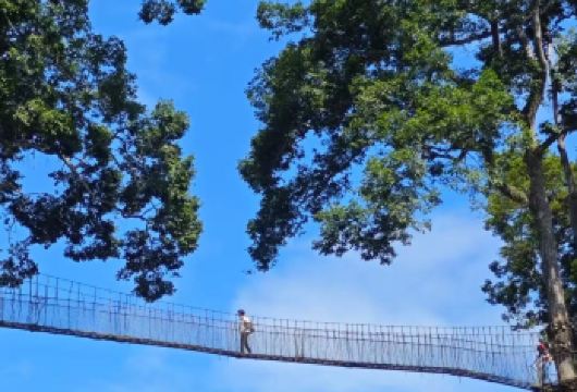 【店铺主页先领红包再下单】望天树一日游【美轮美奂的望天树，风景迷人的南腊河】