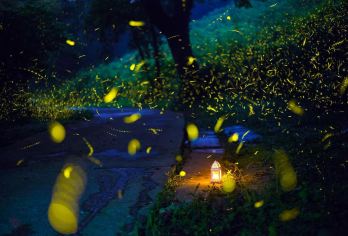 山东临沂：天上王城+萤火虫水洞+一日游/不拼团/导游O【全程中文/英文/小语种服务，沟通无障碍，景点可调】