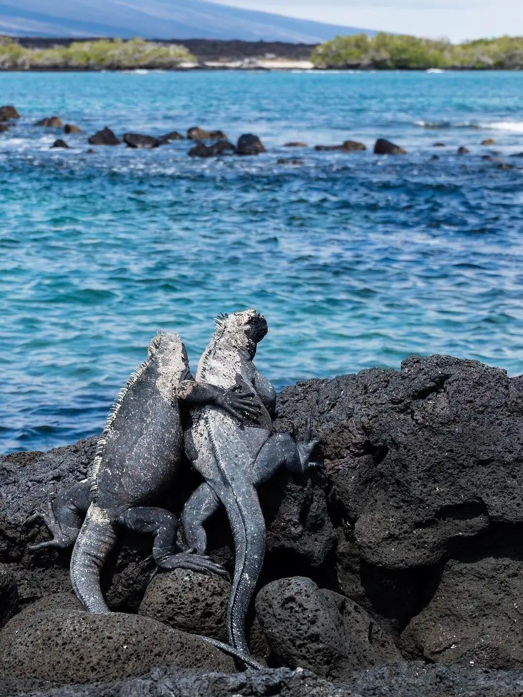 加拉巴哥群岛弗雷里安纳岛一日游