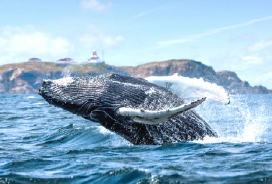 日本冲绳赏鲸半日游：北谷出发与座头鲸鱼相遇【工作人员可提供简单的英文服务】