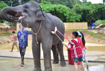 泰国普吉岛美旺可巧大象营【酒店接送|亲子互动|大象洗澡】【[亲子推荐]亲子家庭游跟大象亲密互动/大象洗澡/喂食是非常难得的体验】
