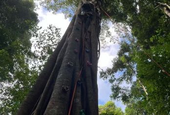 西双版纳-基诺山雨林徒步-纯玩一日游【游玩项目+树降+溯溪】【4km线路/树降/溯溪/高空秋千/抓山螃蟹体验/偶遇竹叶青（有几率遇到）/竹筏/射箭/吃酸蚂蚁体验等】