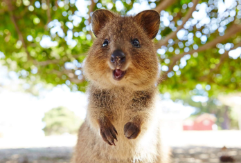 弗里曼特尔/珀斯往返罗特尼斯岛一日游【通过从珀斯或弗里曼特尔出发的往返渡轮轻松抵达岛屿】