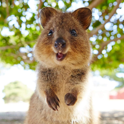 弗里曼特尔/珀斯往返罗特尼斯岛一日游