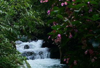 【包车游】青城后山一日游&徒步一日游&三环内免接送&独立出行【[当地司导]熟悉的当地师傅，沿途讲解人文风景，让您的旅游更惬意！】