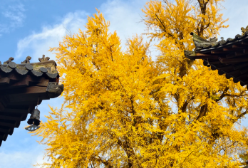 【私家团】-古观音禅寺包车一日游/含门票预约/专车接送【终南山下，古观音禅寺，赏秋好去处，看太宗手植千年银杏树】
