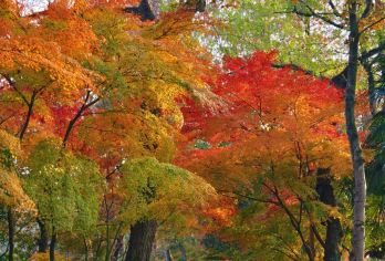 杭州山水禅宗一日游【飞来峰+灵隐寺+西湖游船+雷峰塔】【独立团，一单一团，上门接送】