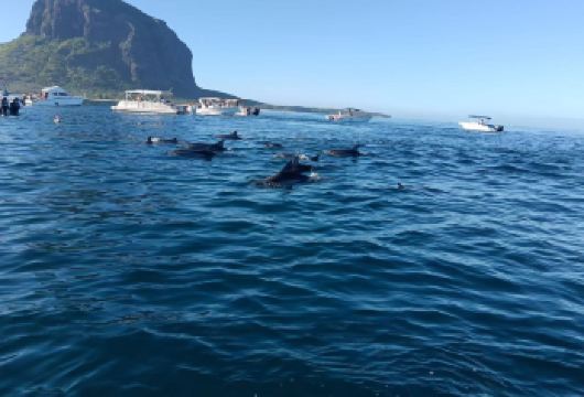 毛里求斯包车一日游【英文司机8H】【经典行程，毛里求斯游玩必打卡网红景点】