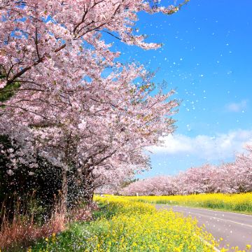 【牛岛含上岛】济州岛牛岛东线纯玩一日游/一人可订/市区可接