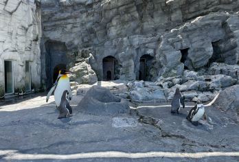 日本札幌往返旭山动物园富良野/可小樽登别北海道多日包车-精选【包车一日游，解锁旅行新方式！独立车辆配备经验丰富的老司机，为您量身打造专属行程。】