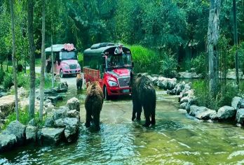 北京野生动物园一日游【含通票动物表演/猛兽区囚笼车/小火车】【[亲子时光]大手牵小手一起亲近大自然，尽享塞外 的秀美风光！】