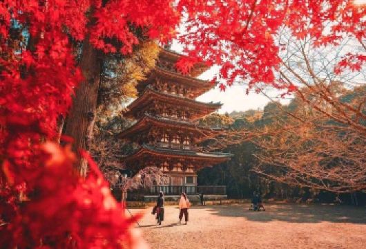 日本大阪+京都+奈良一日游/行程可调-可定制多日【包车一日游，解锁旅行新方式！独立车辆配备经验丰富的老司机，为您量身打造专属行程。】