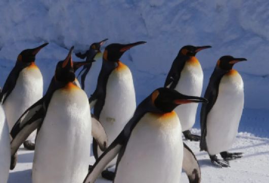 日本北海道美瑛+富良野一日游【冬日限定/中文私家包车】【尊享一对一高端行程定制，多日豪华包车专属礼遇，专业旅行顾问24小时恭候垂询。】