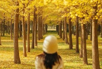 精选·韶关南雄帽子峰银杏+珠玑古巷+梅关古道包车/拼车一日游【帽子峰旅游景区：森林覆盖率86.6%，秋季银杏金黄，有