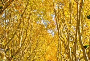 【包团】游船登三潭印月岛+钱王祠+西湖十景之柳浪闻莺+讲解【三潭印月，是浙江杭州西湖十景之一，被誉为“西湖第一胜境”。】