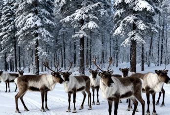 长白山魔界漂流+长白山北坡景区一日游【拼车一日游 延吉往返】【长白山魔界漂流+长白山北坡景区[天池+瀑布+聚龙泉+银环湖]】