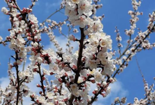 中国长春   国信南山温泉+动植物公园+新民大街 等一日游【一半厚重历史 一半冰雪童话】