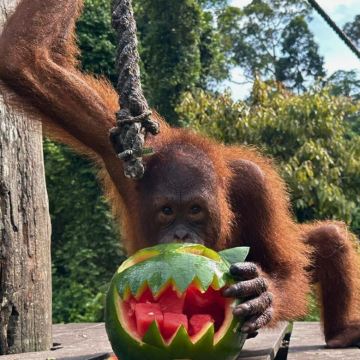 西必洛+马来熊+热带丛林中心一日【独立用车/专业导游】