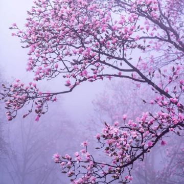 【绵阳】九皇山/药王谷二选一看辛夷花+圣水寺一日游