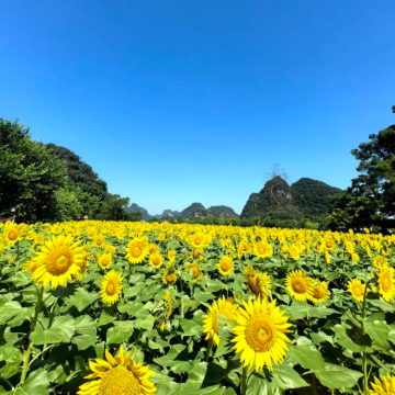 清远峰林晓镇四季花海+T3茶园一天游【私家团+上门接送】