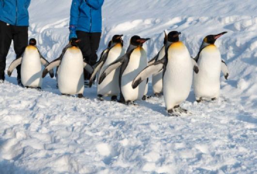 日本札幌往返旭川富良野美瑛/可小樽登别北海道多日-精选【包车一日游，解锁旅行新方式！独立车辆配备经验丰富的老司机，为您量身打造专属行程。】