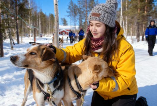 基律纳：狗拉雪橇（上午场/下午场/傍晚场）【驾驶狗拉雪橇，穿越无尽的 北极荒野，欣赏壮丽的自然风光】