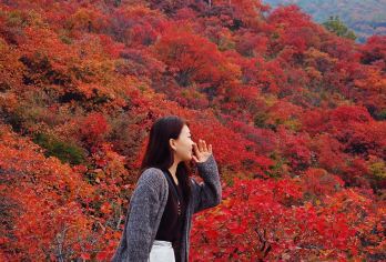 竹林长寿山河南巩义一日游【郑州出发丨赏红叶，赴一场秋的盛宴】【[精选行程]10 万余株黄栌树的树叶从山脚一路红到山巅，层林尽染的壮丽景色令人陶醉。】