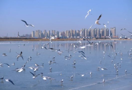 天津五大道+老码头看海鸥+滨海图书馆 包车游│车型可选【全程包车、天津市区上门接送、省心、省时、省力！】