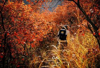 坡峰岭+药王谷穿越1日【赏红叶路线+10km徒步+野线】【药王谷-坡峰岭徒步穿越，全程约10公里】