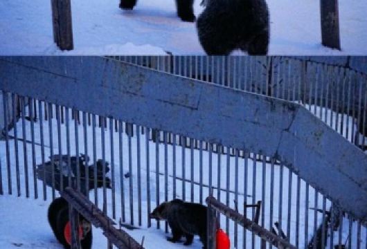 日本北海道+登别熊牧场+洞爷湖一日游/行程可调-可定制【专属客服和本地中文司机，一家一团包车】