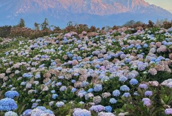 《寻迹宫崎骏的夏天：雪山花海·秘境湖泊·古城夜色一日奇遇【“童话专列”包车服务，场景切换的魔法师】
