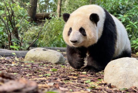 漫步成都：熊猫、历史与都市生活的独特融合【成都以其熊猫研究基地而闻名。游客可以近距离观察这些可爱的动物，并了解熊猫保护工作。 作为包团，您可以自由调整行程安排，并在您喜欢的地方停留更长时间，而无需像团体旅游那样匆忙。 这座城市拥有古老的寺庙和茶馆。这些历史遗迹让人们得以一窥成都的过去和传统生活方式。】