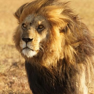 博茨瓦纳|乔贝国家公园一日游