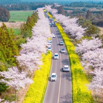 济州西南线一日游｜赏樱花｜追海豚｜柱状节理带｜小羊肖恩｜涯月