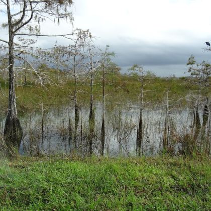 美国迈阿密+大沼泽地国家公园一日游【中文包车上门接】