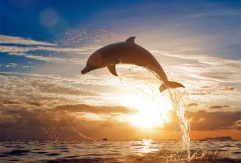 薄荷岛：追海豚 + 巴里卡萨浮潜 + 海钓体验 一日游【一日串联追海豚、浮潜看海龟、海钓，海岛三重体验一次 get。】