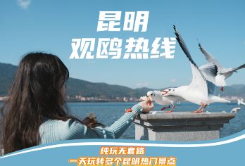 （昆明海鸥季）昆明海埂大坝+斗南花市+海晏村+昆明老街一日游【昆明观鸥热线】