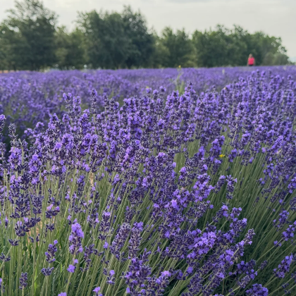 法国普罗旺斯薰衣草一日游马赛出发【行程可调】