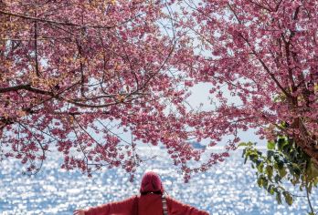 玉溪抚仙湖+禄充风景区+粉红沙滩一日游【特色铜锅鱼+多套餐】【[匠心品质]一价全含真纯玩，无任何隐形消费，含往返车费+导游讲解+特色午餐+脚踏船+禄充风景区门票~】
