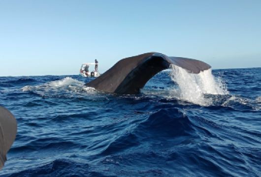 毛里求斯快艇追鲸鱼+海豚+天涯海角+大浪湾+自然桥一日游【体验毛里求斯火爆项目快艇追鲸鱼+海豚（可下海与海豚同游/浮潜）。下午打卡网红景点】