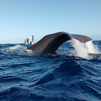 毛里求斯快艇追鲸鱼+海豚+天涯海角+大浪湾+自然桥一日游