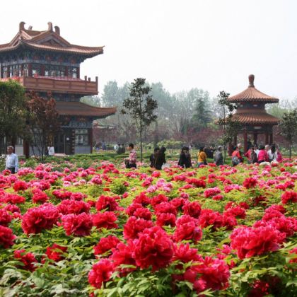 【4.12国际牡丹节-山东菏泽】牡丹赏花+老城曹州+商业街