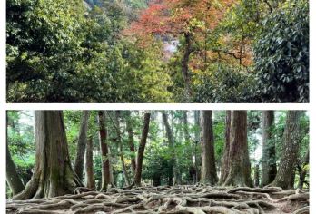 日本京都-琉璃光院-三千院-贵船神社-红叶满天 京都巡礼【专业行程定制，精选热门景点，高效游玩不走回头路，贴心服务保障，轻松】