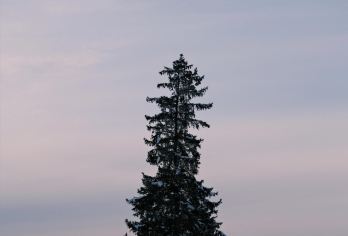 日本北海道旭川美瑛｜白须瀑布｜孤独圣诞树｜札幌往返｜中文专车【尊享一对一高端行程定制，多日豪华包车专属礼遇，专业旅行顾问24小时恭候垂询。】