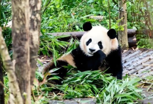成都大熊猫繁育研究基地+宽窄巷子+锦里古街包车一日游【全程人文体验，温暖治愈之旅，熊猫与美食之旅！】