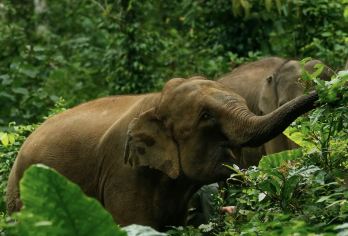野象谷+西双版纳原始森林公园+星光夜市一日游【可代订门票】【包车服务：全程包车 上门接送 行程可调 自由舒适 安心出行】