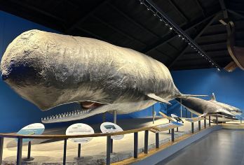 青岛啤酒博物馆+八大关+青岛海底世界+小鱼山公园 +崂山仰口【红瓦绿树，碧海蓝天，青岛一日游可览山海城，啤酒配海鲜，惬意又浪漫】