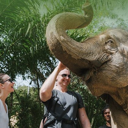 泰国清迈府泰国大象保护中心一日游