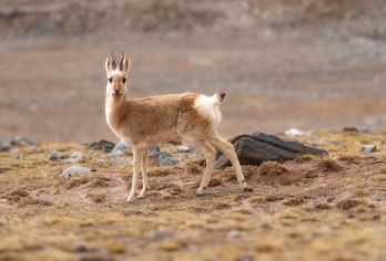 可可西里索南达杰保护站+无极龙凤宫+昆仑山口2-6人团【高品质精选路线，深度体验，创新玩法，消费透明】
