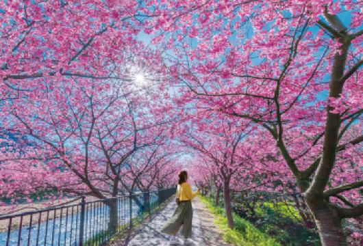 东京伊豆赏樱一日游【可选9人小团上门接送|赠观海列车票】【[可选9人精品小团]可选酒店上门接送，中文司导，无需担心语言不通】